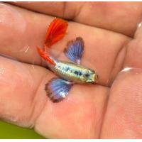 ราคา ปลาหางนกยูง สายพันธุ์ ยอดนิยมบ่อบัว ตู้ มีตัวเลือกในตัวสินค้า เลี้ยงง่ายโตไว พร้อม อาหารปลากินได้ทั้ง ปลาหางนกยูง ปลาสอด ปลาบอลลูน และ ปลาสวยงามทุกชนิด ฟรีทุกออเดอร์ (24952659888)