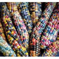 ราคา เมล็ดพันธุ์ข้าวโพดอัญมณีแก้ว 100 เมล็ด (24644634672)