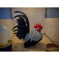 ราคา ไข่เชื้อ ไก่แจ้สีดอกหมาก ไข่ฟัก ไก่เตี้ย (18323990216)