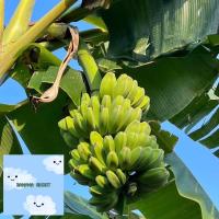 ราคา หน่อกล้วยหิน กล้วยหิน (19960122078)