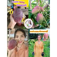 ราคา มะม่วงแดงจักรพรรดิ ต้นเสียบยอดทำให้ออกผลเร็วภายใน 1 ปีต้นละ 60 บาท (17792319995)