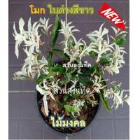 ราคา โมก ต้นโมก ใบด่าง โมกด่าง โมกแคระ ต้นไม้มงคล สวนลุงแท็ค (4111328659)