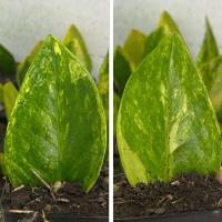 ราคา ใบกวักมรกตด่าง ใบชำในกระถาง ลายสวยๆ ด่าง100 (24605846427)