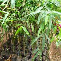 ราคา ต้นไผ่ ซางหม่น ต้นตอน ราคาถูก ต้นสวย สั่งเยอะมีราคาพิเศษ สั่ง 3 ต้นขึ้นไปขายในราคาส่งจากสวน (15918351098)