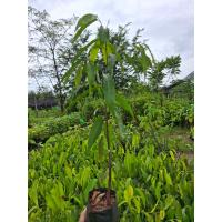 ราคา ต้นอโศกสปัน ต้นไม้รากเล็กไม่ทำลายบ้าน ใบแน่นทึบให้ร่มเงาดี พาชม ต้นอโศกสปัน ต้นไม้รากเล็กไม่ทำลายบ้าน ใบแน่นทึบให้ร่มเงาดี บังแสงแดดได้ดี (22161325117)