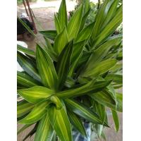 ราคา ต้นซองออฟอินเดีย วาสนาแคระ ไม้ฟอกอากาศ ใบสวยเลี้ยงง่าย ทนทั้งร่มและแดด ขายเป็นกิ่งชำ ในถุงดำ 69 บาท ขายเป็นกิ่งๆ (9931632142)