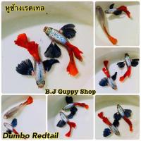 ราคา ปลาหางนกยูง หูช้างเรดเทล ยอดนิยมบ่อบัว ตู้ มีตัวเลือกในตัวสินค้า เลี้ยงง่ายโตไว พร้อม อาหารปลากินได้ทั้ง ปลาหางนกยูง ปลาสอด ปลาบอลลูน และ ปลาสวยงามทุกชนิด ฟรีทุกออเดอร์ (24945460557)