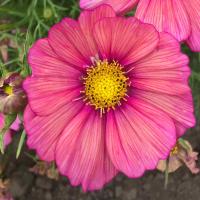 ราคา 50 เมล็ด ดอกดาวกระจายฝรั่ง ดาวกระจายฝรั่ง คอสมอส เมล็ดดอกไม้ Cosmos Seeds สายพันธุ์ Xsenia (21276397953)