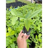 ราคา ต้นคูนขาวเพาะเมล็ด คูณสีขาว ต้นส่งสูง10 20ซม ดอกสีสวยสีขาว (22185998206)