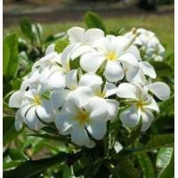 ราคา ขายต้นลีลาวดีขาวพวง ส่งต้น พร้อมกระถาง มีรากพร้อมปลูก สูง60 70ซ ม ขึ้นไป (24495706835)