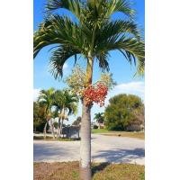 ราคา ต้นพันธุ์ปาล์มนวล หมากนวลปลูกประดับไม้มงคล ขนาด10 15cm (24546745825)