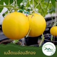 ราคา เมล็ดพันธุ์เมล่อนสีทองจากญี่ปุ่น เมล่อนญี่ปุ่น เมล็ดเมล่อนสีทอง 10 เมล็ด รสชาติหวาน ปลูกง่าย (21697977394)