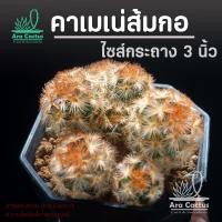 ราคา สวนขายเอง แมมคาเมเน่ส้มฟอร์มกอ Mammillaria carmenae ไซส์กระถาง 3 นิ้ว แคคตัส แคนตัส กระบองเพชร ตะบองเพชร ต้นไม้ประดับ สวย สวยๆ แคคตัสสวยๆ cactus (24809749252)
