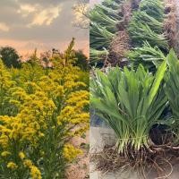 ราคา ต้นกล้าดอกสร้อยทอง 30 ต้น (24330845338)