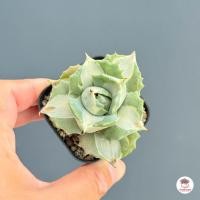 ราคา อากาเว่ด่างแคระ Agave isthmensis Ohi Raijin variegata กระบองเพชร ไม้อวบน้ำ cactus succulent หลากหลายสายพันธุ์ (24959780034)