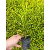 ราคา โกศลแซ่ม้า ชุดละ10ต้น ต้นโกศลแซ่ม้า ต้นโกศล ถุง 4 นิ้ว ขนาด 15 25 ซม (21620764904)