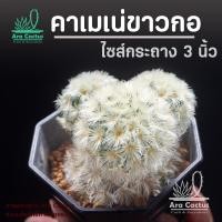 ราคา สวนขายเอง แมมคาเมเน่ขนขาวฟอร์มกอ Mammillaria carmenae ไซส์กระถาง 3 นิ้ว แคคตัส แคนตัส กระบองเพชร ตะบองเพชร ต้นไม้ประดับ สวย สวยๆ แคคตัสสวยๆ cactus (24809682639)