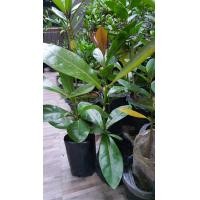 ราคา ขายต้นจิกทะเล ต้นสวยมาก สูง50ซ ม ขึ้น (10253944368)