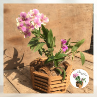 ราคา กระถางกล้วยไม้ 9 นิ้ว 1 ชิ้น พร้อมลวดแขวน กระถางต้นไม้ กระเช้ากล้วยไม้ กระถางเฟิร์นสไบนาง เฟิร์นสไบนาง ไม้สัก กระถางกลม กระถาง เฟิร์น (2780294507)