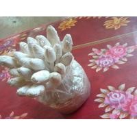 ราคา เห็ดโคนน้อย 6 ก้อน (20946843436)