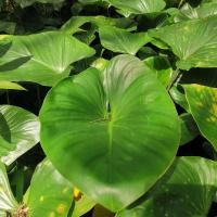 ราคา ว่าน เสน่ห์จันทร์ดำโบราณ เสน่ห์จันทร์เขียวโบราณ จัดส่งแบบตัดใบล้างราก (12184551264)