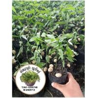 ราคา ต้นกล้าผักหวานป่า จำนวน 3ถุง ใน1ถุงมี2ต้น (24734244404)