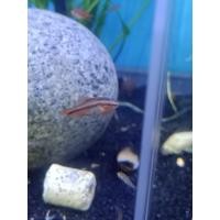 ราคา ปลาเชอรี่บาร์บ Cherry Barb ปลาตู้ไม้น้ำ 2ตัว มีประกัน (24696219084)