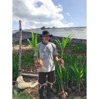 ราคา พันธุ์มะพร้าวน้ำหอมบ้านแพ้วแท้100 ต้นมะพร้าวน้ำหอมต้นเตี้ย ขั้นต่ำ2ต้น แท้100 (8448981961)