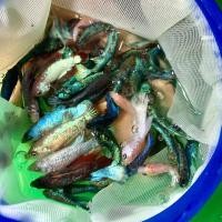 ราคา ปลากัด หม้อ แฟนซี ฮาฟ สำหรับผู้หัดเลี้ยง (23691659731)