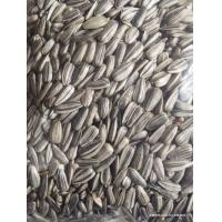 ราคา เมล็ดทานตะวันฮังการี 0 5 1 กิโลกรัม (17072662473)