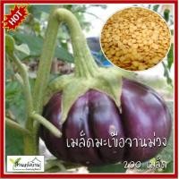 ราคา 200 เมล็ด มะเขือจานม่วง เมล็ดมะเขือจานม่วง มะเขือจาน เมล็ดมะเขือจาน เมล็ดมะเขือ (22278535235)