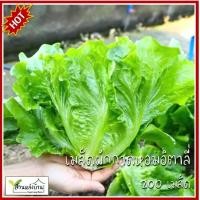 ราคา 200 เมล็ด ผักกาดหอมอิตาลี่ เมล็ดผักกาดหอมอิตาลี่ เมล็ดผักกาดหอม ผักกาดหอม (23790782319)