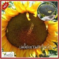 ราคา 100 เมล็ด ทานตะวันยักษ์ ทานตะวันแมมมอธ เมล็ดทานตะวันยักษ์ เมล็ดทานตะวัน เมล็ดพันธุ์ทานตะวัน ทานตะวัน Giant Sunflower Seeds (22863208714)