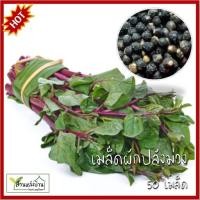 ราคา 50 เมล็ด ผักปลังแดง เมล็ดผักปลัง ผักปลัง เมล็ดผักปลัง เมล็ดผักปลังแดง เมล็ดผักปลังม่วง ผักปลังแดง ผักปรัง เมล็ดผักปรัง (22278346413)