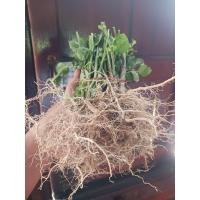 ราคา กัญชาแมว ตำแยแมว ต้นละ1บาท 60ต้น แพ็คตัดยอด60ราก (24647041924)