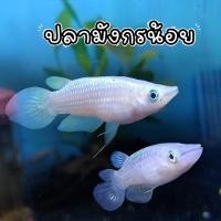 ราคา ปลามังกรน้อย Golden wonder killifish เซต 2 ตัว ปลาหัวตะกั่ว พร้อมส่ง ปลาสวยงาม สัตว์มีชีวิต (24617566586)