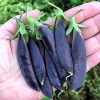 ราคา เมล็ดพันธุ์ ถั่วหวานสีม่วง ถั่วลันเตาหวานสีม่วง Purple Magnolia Snap Pea Seed 20 เมล็ด คุณภาพดี ของแท้ 100 (23725219493)