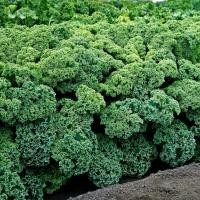 ราคา เมล็ดพันธุ์เคล บูลริดจ์ Blue Ridge Kale F1 Seed บรรจุ 15 เมล็ด คุณภาพดี ของแท้ 100 (24261289962)