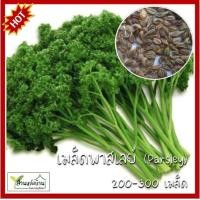 ราคา 300 เมล็ด พาร์สลีย์ Parsley เมล็ดพาร์สลีย์ เมล็ดพาสเลย์ พาสเลย์ เมล็ดพาสลีย์ พาสลีย์ (21497677312)