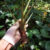 ราคา ว่าน เสน่ห์จันทร์ดำโบราณ เสน่ห์จันทร์เขียวโบราณ จัดส่งแบบตัดใบล้างราก (9223378365)