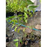 ราคา ต้นกฤษณา ไม้หอมกฤษณา 40 60cm (5448816362)