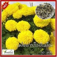 ราคา 50 เมล็ด ดาวเรืองสีเหลือง ดอกใหญ่ เมล็ดดาวเรืองสีเหลือง เมล็ดดาวเรือง ดาวเรือง (21906143840)