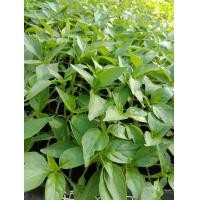 ราคา ต้นกล้าพริกชี้ฟ้าแดง ซุปเปอฮอท40ต้นละ 3 บาท (18913484190)