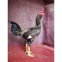 ราคา ไข่เชื้อเยียร์แท้ 100 พม่าแข้งหน้ามีเหลี่ยมมีลีลาถอดถอยเป็นไก่สไตล์ม้าล่อ (19449274043)