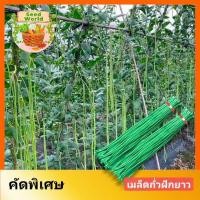 ราคา เมล็ดพันธุ์ถั่วฝักยาว พันธุ์เนื้อ 30 40เมล็ด เมล็ดถั่วฟักยาวคัดพิเศษ เมล็ดผักสวนครัว ปลูกง่าย ให้ผลผลิตสูง (20521915383)