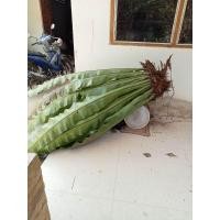 ราคา เฟิร์นข้าหลวงต้นใหญ่มากๆๆ (20296803773)