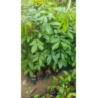 ราคา ต้นลูกเนียง สูง 80 ซ ม (24524847318)