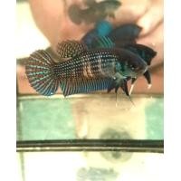 ราคา ปลากัดป่ามหาชัยสีเขียว ตัวเมีย ปลาคัดก่อนส่ง ตัวไม่เล็ก (24633648136)