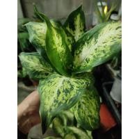 ราคา ต้นเศรษฐีรับเงิน ต้นเศรษฐีรับเงิน ต้นไม้มงคล ดูดสารพิษได้ อโกลนีมา ปลูกแล้วรวย ส่งพร้อมกระถาง 6 นิ้ว (10269876590)