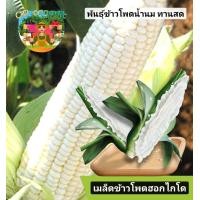 ราคา 5แถม1เมล็ดพันธุ์ข้าวโพดฮอกไกโด ทานสด 20เมล็ด เมล็ดพันธุ์ข้าวโพดน้ำนม เมล็ดพันธุ์ข้าวโพดหวาน เมล็ดพันธุ์ข้าวโพดญี่ปุ่น สายพันธุ์ฮอกไกโด (24718542409)